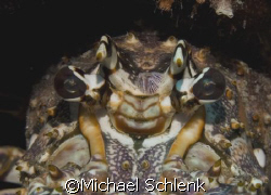 The Horns of Hell...Caribbean Lobster in South Florida, t... by Michael Schlenk 